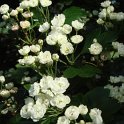 Crataegus laevigata 'Alba Plena' fleur